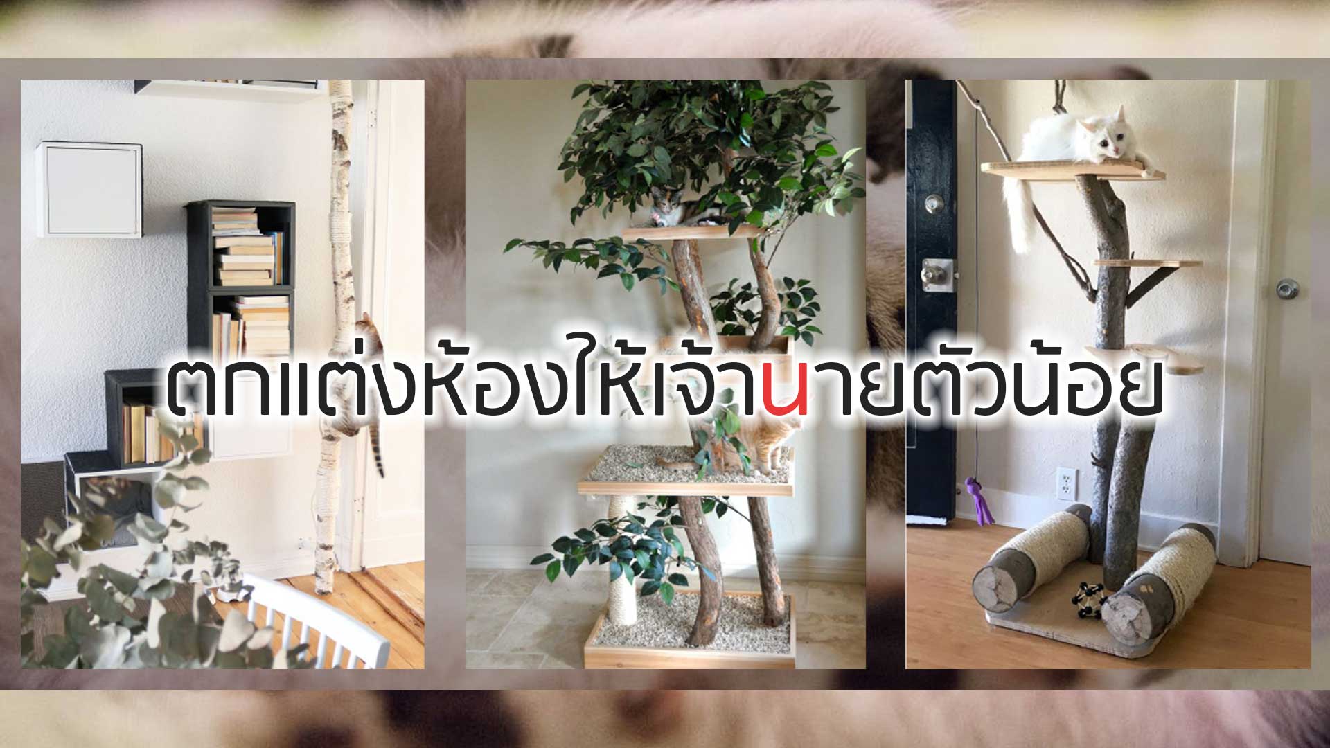 สไตล์การออกแบบห้องสำหรับคนทาสแมว